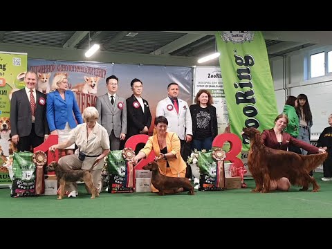 Видео: 13.09.2025, СПб. Клуб "Невский Дебют-1" (РКФ, РФСС). Выставка собак "НЕВСКИЙ БОМОНД" (САС, ЧРКФ)
