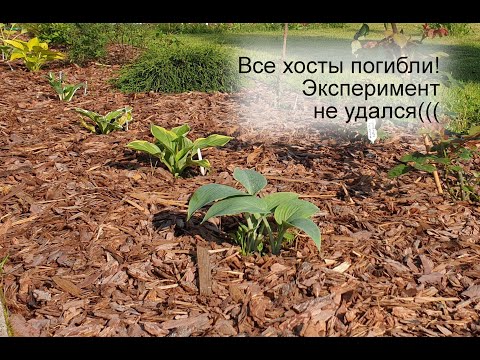 Видео: Все хосты погибли! Эксперимент не удался(( Не делайте как я!