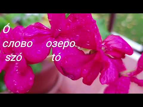Видео: Венгерский язык для начинающих. Секрет изучения венгерского языка. Советы по изучению языка.