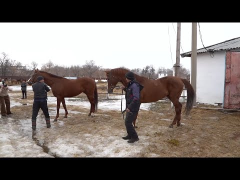 Видео: В Казахстане начали работу по возрождению костанайской породы лошадей