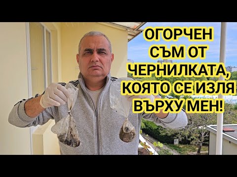 Видео: Жалба срещу мен за  къщичката на плажа! Ще събарям, ако съм сгрешил!