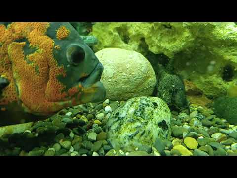 Видео: Как кормить Цихлид, от души ;)) 👍