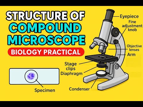 Видео: Понимание структурных компонентов и функций сложного микроскопа 🔬 | Практикум по биологии