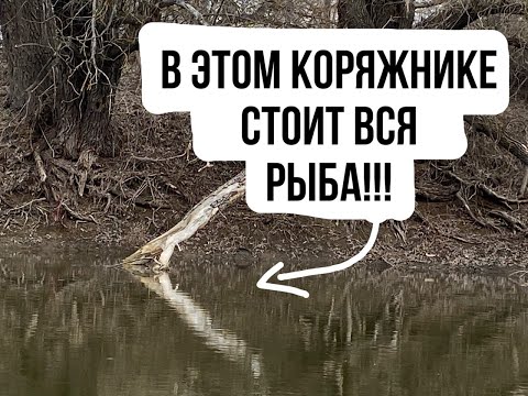 Видео: ЛОВЛЯ РЫБЫ В АПРЕЛЕ НА МИКРОДЖИГ. Нашел корягу и надубасил рыбу.