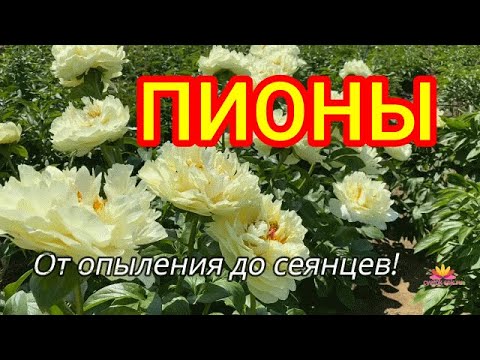 Видео: Сеянцы от пиона LEMON CHIFFON / Сад Ворошиловой