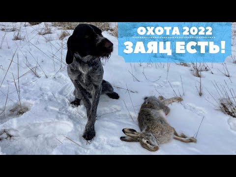 Видео: ЗАЯЦ ЕСТЬ! Охота на зайца с Дратхааром 2022!