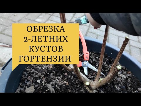 Видео: Обрезаю  2 - летние ГОРТЕНЗИИ Пинки Промис и Строббери блоссом 🌿🌿🌿