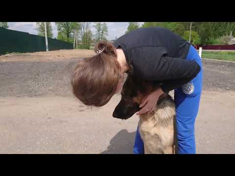 Видео: СОБАКА БРОСАЕТСЯ НА ЛЮДЕЙ. ЧТО ДЕЛАТЬ?Не дрессировка