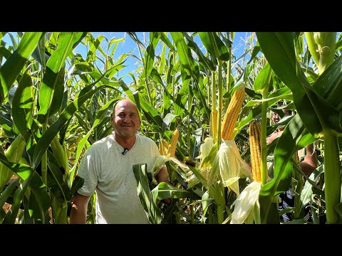 Видео: Урожайная сенсация Limagrain в Жамбылском районе Алматинской области.🌽🌽🌽