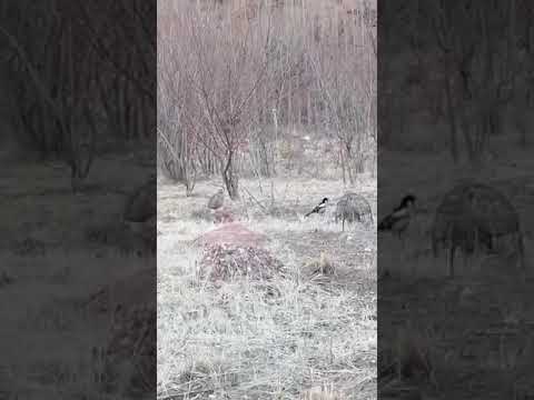 Видео: Шикора бин дам биги