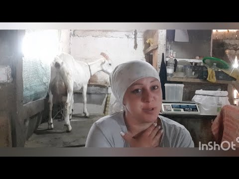 Видео: Часть 2. Контрольная дойка моих коз.
