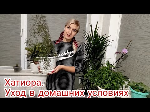 Видео: Хатиора. Уход в домашних условиях. Неприхотливый сад