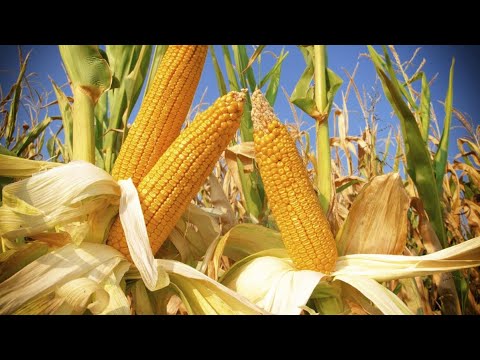 Видео: Первый перегон в режиме потстилл, густой браги Аля-Бурбон, без пригара!