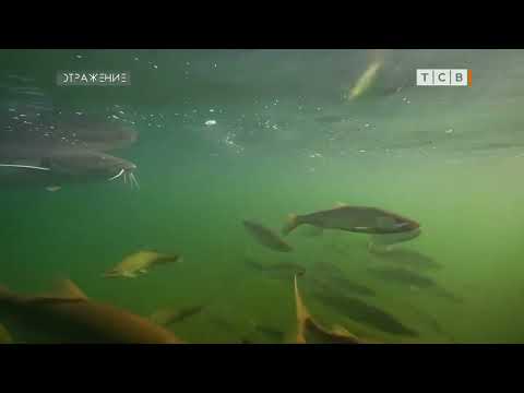 Видео: Зачем зарыблять Днестр?