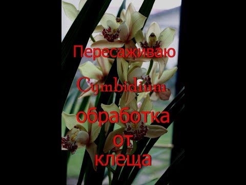 Видео: Пересаживаю новую орхидею Цимбидиум.Высокая посадка.