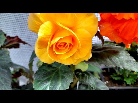 Видео: ‼️🌺БЕГОНИЯ-ЛУЧШИЙ СПОСОБ💯💯💯 УКОРЕНЕНИЯ И ФОРМИРОВАНИЯ ЧЕРЕНКА‼️