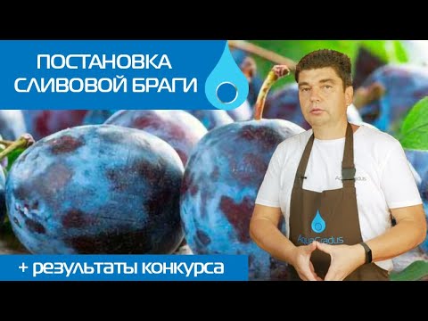 Видео: ПОСТАНОВКА СЛИВОВОЙ БРАГИ. ОПРЕДЕЛЕНИЕ ПОБЕДИТЕЛЯ РОЗЫГРЫША!