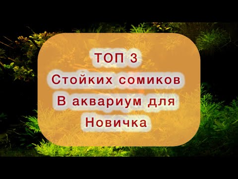 Видео: Топ сомиков для новичка 