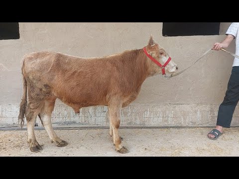 Видео: ДУСАР БУКА НАРХОЙ КАПУС КАТИ БАРОЙ НИГОХУ БИН КАРДАН ХАРИДОРО МАРХАМАТ 