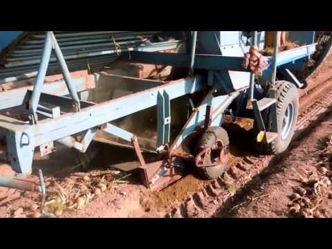 Видео: Уборка лука комбайном Анна Z-644