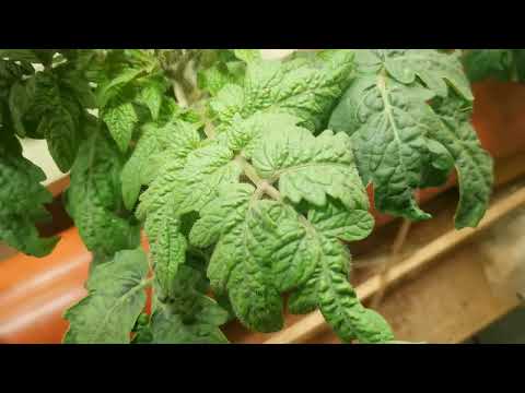 Видео: гидропоника в подвале 