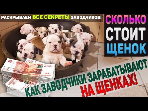 Видео: Вся правда о заводчиках! Бизнес на собаках. Сколько реально должен стоить щенок ?