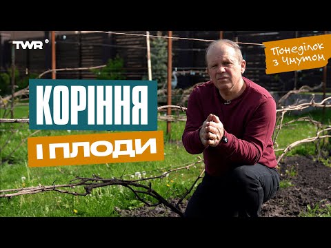 Видео: Понеділок із Чмутом | Коріння і плоди