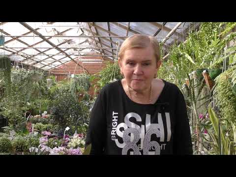 Видео: Традесканция-уход и размножение. Каллизия душистая(золотой ус)