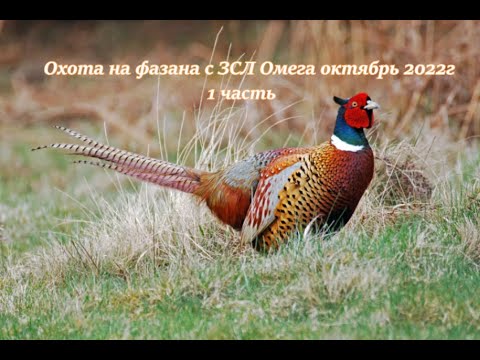 Видео: Охота на фазана с Западно-Сибирской лайкой.