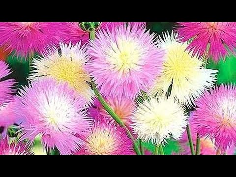 Видео: Сію квіти у відкритий грунт! 🌸🌼🌸18.01.25