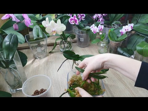 Видео: Перевожу детей орхидеи Фаленопсис из живого мха в открытую систему и классическую посадку