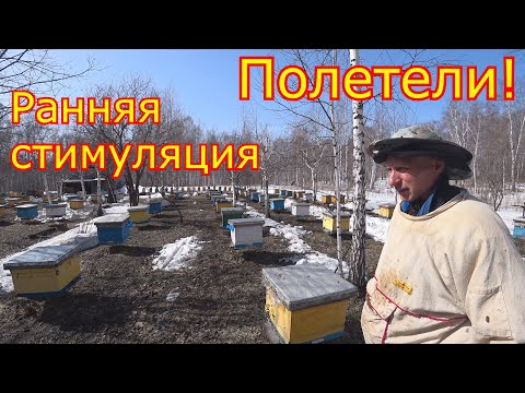 Видео: РАННЯЯ СТИМУЛЯЦИЯ!  Ревизия и сокращение семей! ПЕРВЫЙ массовый облёт