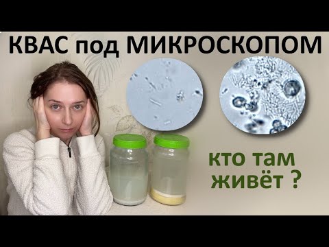 Видео: Квас хороший и плохой под микроскопом. Разница в микробиоме.