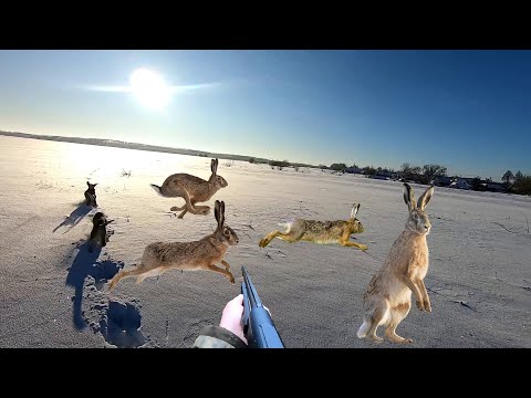 Видео: ТАКОЕ НЕ ЗАБУДЕШЬ НИКОГДА!!! ОХОТА НА ЗАЙЦА С ГОНЧИМИ СОВСЕМ СКОРО НА КАНАЛЕ! ТОП ЛУЧШИХ ВЫСТРЕЛОВ!