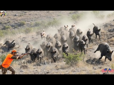 Видео: НАШЕСТВИЕ ГИГАНТСКИХ КАБАНОВ: 40 захватывающих охот за 45 минут! | Leo Farm