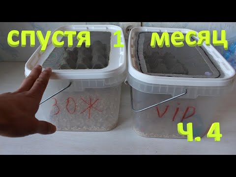 Видео: Ч. 4 Ферма мраморных тараканов (Nauphoeta cinerea) / Разведение, содержание и размножение