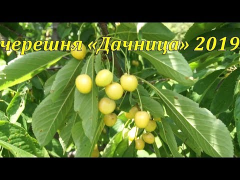 Видео: Черешня "Дачница" 2019