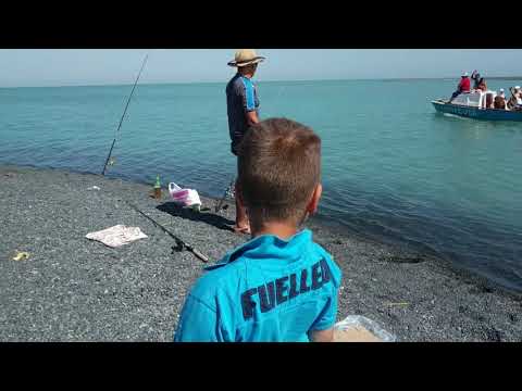 Видео: Рыбы здесь девать некуда даже мой 8 летний поймал 80 кг сидя на пляже