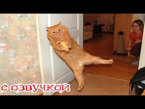 Видео: Приколы с котами!-- С ОЗВУЧКОЙ! Смешные коты и собаки 2024! Самые смешные животные! Тест на психику!