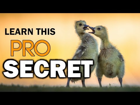 Видео: САМЫЙ ВАЖНЫЙ совет по фотосъемке дикой природы, БЕЗУСЛОВНО!