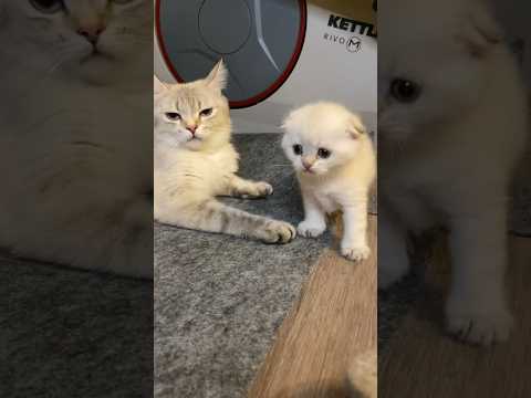 Видео: Мать и сын 😸