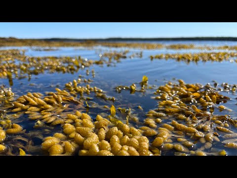 Видео: 5/5 Сплав по Куземе в Белое море Губа Домашняя Июль 2023