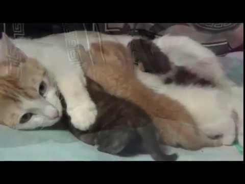 Видео: Бездомная кошка. Мурка