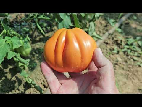 Видео: Обиколка на Зеленчуците.