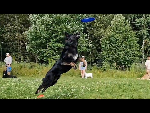 Видео: Летающие собаки. Спортивный спецкурс: дог-фрисби. Dogtrening