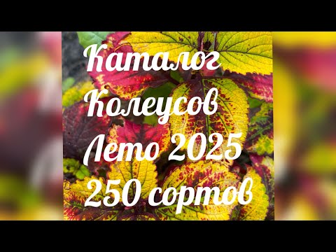 Видео: Новинки селекции 2025 года Ватсап  для заказа 9611841970