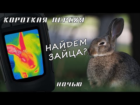Видео: С тепловизором на зайца. Ночью. На сколько реально? (Короткая версия)