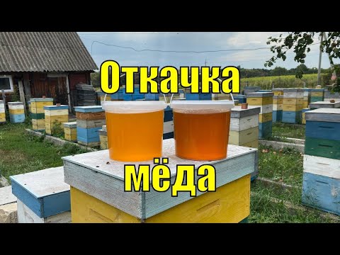 Видео: ЖАРКИЙ АВГУСТ 2023! ОТКАЧКА МЁДА!!!