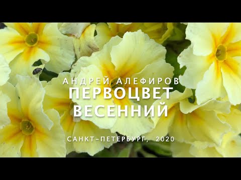 Видео: Первоцвет весенний. Алефиров А.Н.