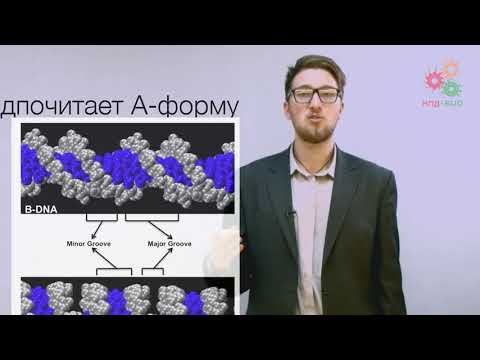 Видео: Биологические макромолекулы. Структура и динамика РНК (без музыки)